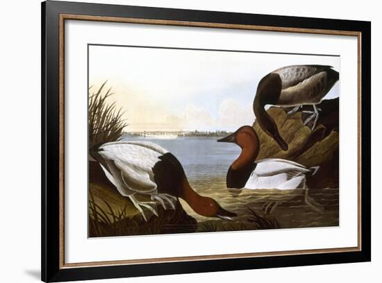 Audubon: Canvasback, 1827-John James Audubon-Framed Giclee Print