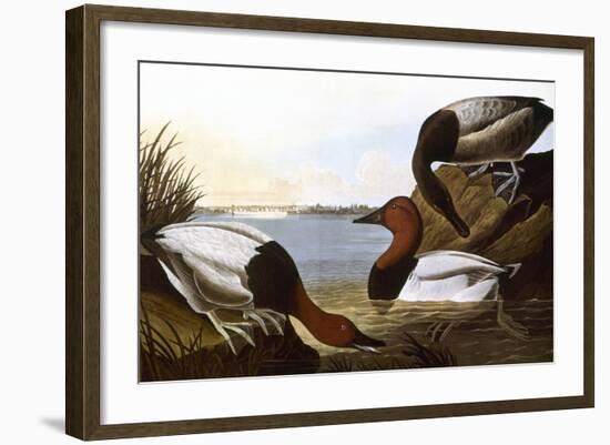Audubon: Canvasback, 1827-John James Audubon-Framed Giclee Print