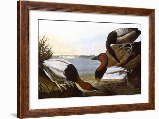 Audubon: Canvasback, 1827-John James Audubon-Framed Giclee Print