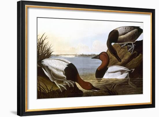 Audubon: Canvasback, 1827-John James Audubon-Framed Giclee Print