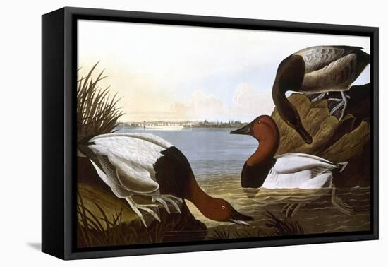 Audubon: Canvasback, 1827-John James Audubon-Framed Premier Image Canvas