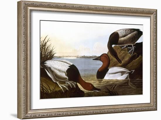 Audubon: Canvasback, 1827-John James Audubon-Framed Giclee Print