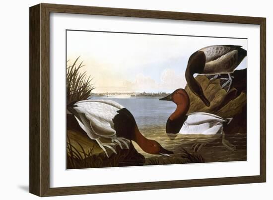 Audubon: Canvasback, 1827-John James Audubon-Framed Giclee Print