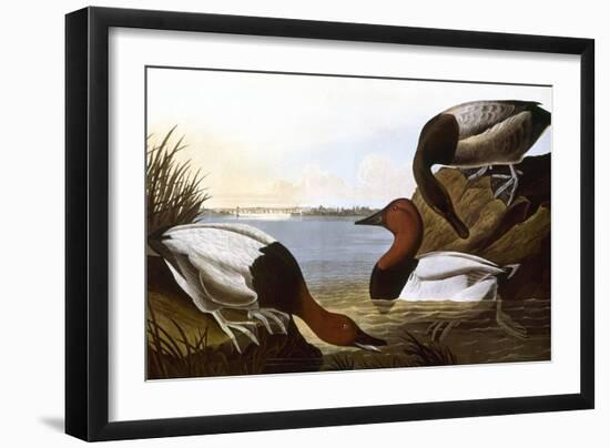 Audubon: Canvasback, 1827-John James Audubon-Framed Giclee Print