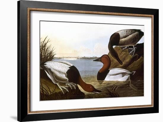 Audubon: Canvasback, 1827-John James Audubon-Framed Giclee Print