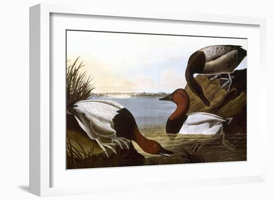 Audubon: Canvasback, 1827-John James Audubon-Framed Giclee Print