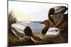 Audubon: Canvasback, 1827-John James Audubon-Mounted Giclee Print
