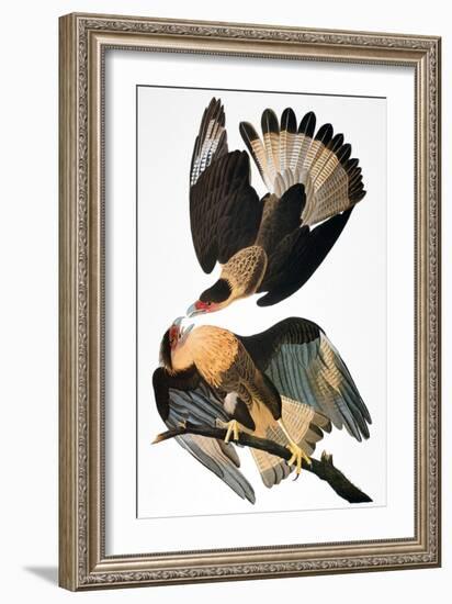 Audubon: Caracara, 1827-38-John James Audubon-Framed Giclee Print