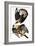 Audubon: Caracara, 1827-38-John James Audubon-Framed Giclee Print