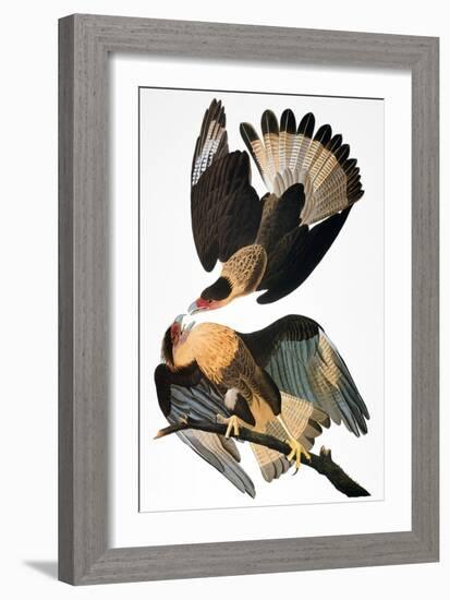 Audubon: Caracara, 1827-38-John James Audubon-Framed Giclee Print