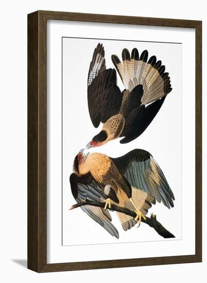 Audubon: Caracara, 1827-38-John James Audubon-Framed Giclee Print