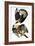 Audubon: Caracara, 1827-38-John James Audubon-Framed Giclee Print