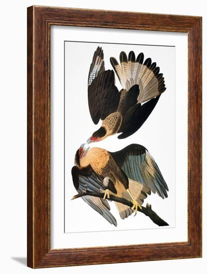 Audubon: Caracara, 1827-38-John James Audubon-Framed Giclee Print