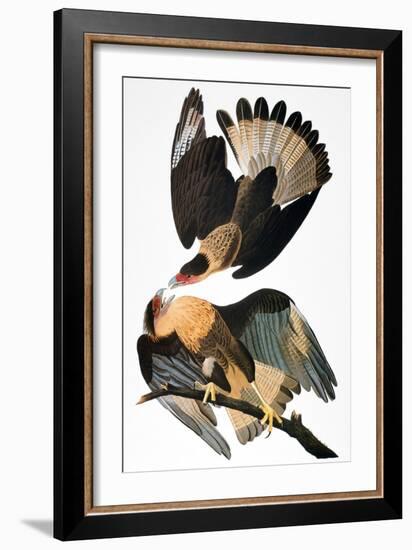 Audubon: Caracara, 1827-38-John James Audubon-Framed Giclee Print