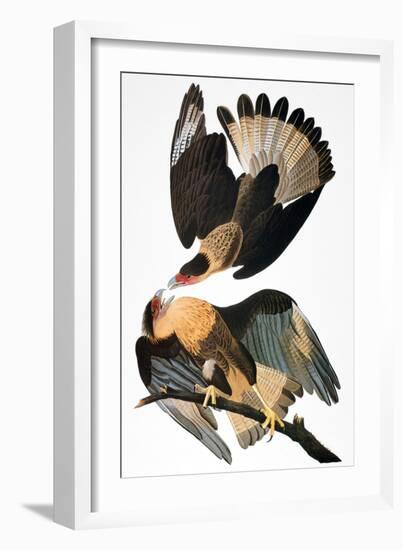 Audubon: Caracara, 1827-38-John James Audubon-Framed Giclee Print