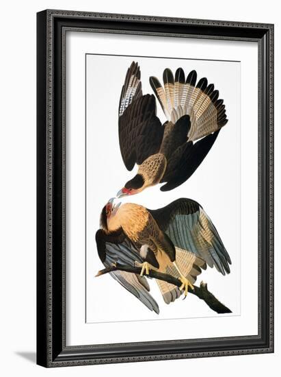 Audubon: Caracara, 1827-38-John James Audubon-Framed Giclee Print