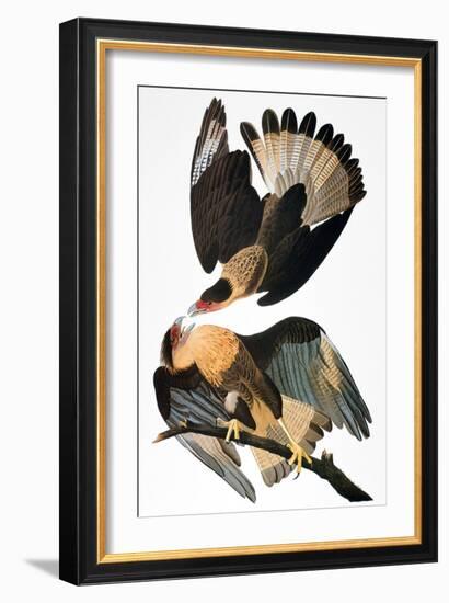 Audubon: Caracara, 1827-38-John James Audubon-Framed Giclee Print