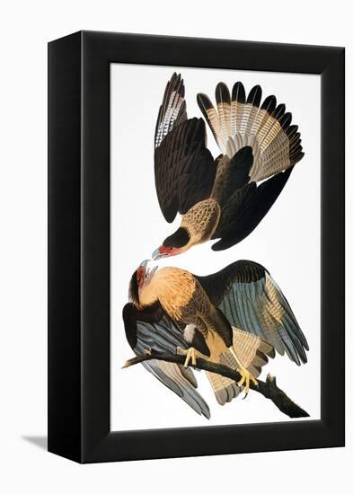 Audubon: Caracara, 1827-38-John James Audubon-Framed Premier Image Canvas