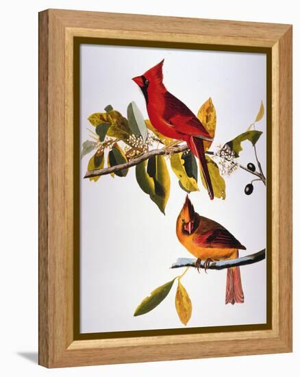 Audubon: Cardinal-John James Audubon-Framed Premier Image Canvas