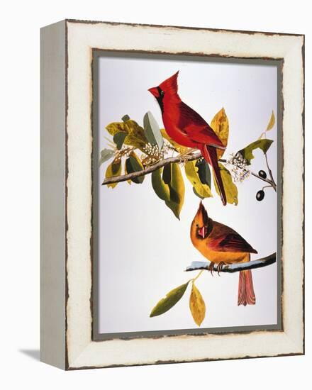 Audubon: Cardinal-John James Audubon-Framed Premier Image Canvas