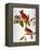 Audubon: Cardinal-John James Audubon-Framed Premier Image Canvas