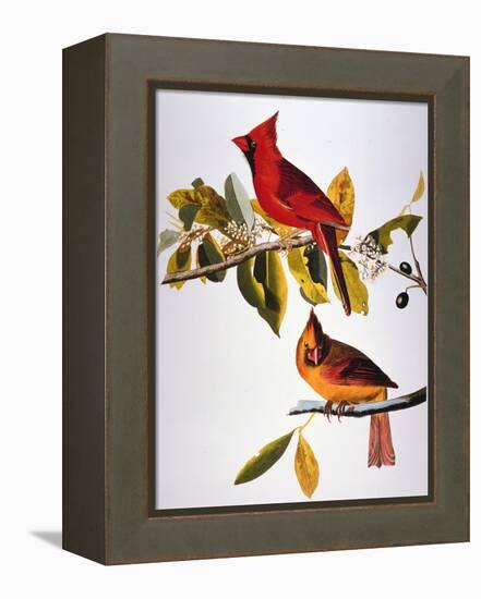 Audubon: Cardinal-John James Audubon-Framed Premier Image Canvas