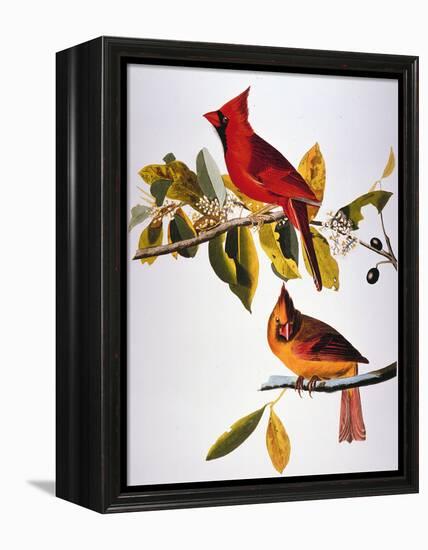 Audubon: Cardinal-John James Audubon-Framed Premier Image Canvas