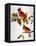Audubon: Cardinal-John James Audubon-Framed Premier Image Canvas