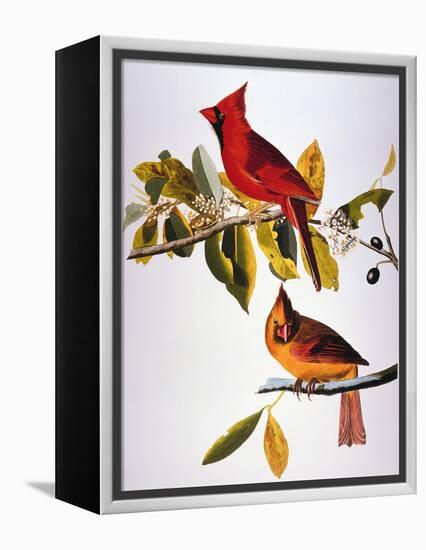 Audubon: Cardinal-John James Audubon-Framed Premier Image Canvas