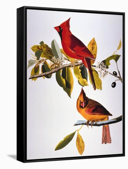 Audubon: Cardinal-John James Audubon-Framed Premier Image Canvas