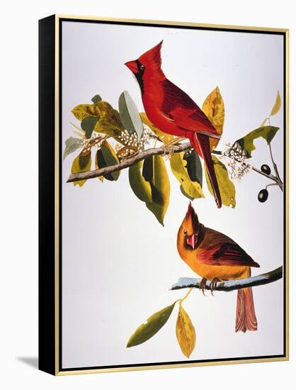 Audubon: Cardinal-John James Audubon-Framed Premier Image Canvas