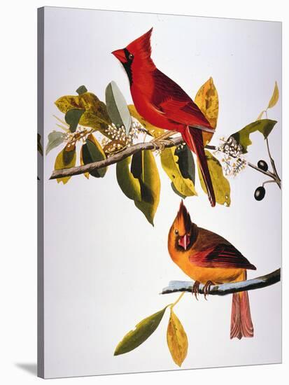 Audubon: Cardinal Giclee Print by John James Audubon | Art.com