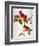 Audubon: Cardinal-John James Audubon-Framed Premium Giclee Print