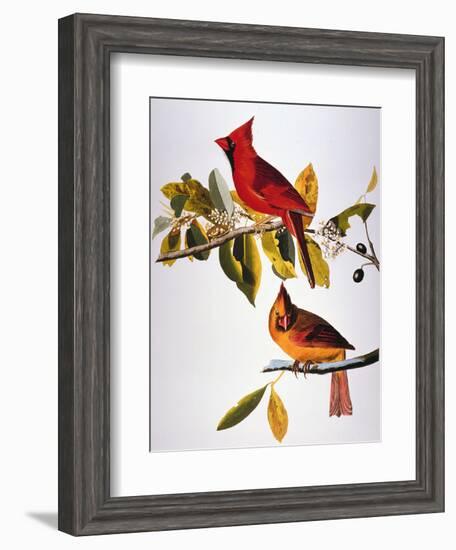 Audubon: Cardinal-John James Audubon-Framed Premium Giclee Print