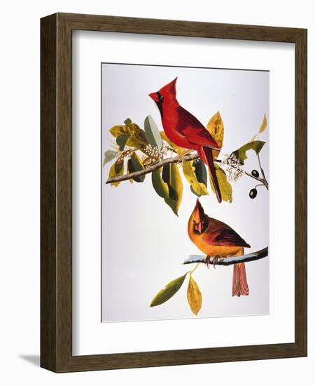 Audubon: Cardinal-John James Audubon-Framed Premium Giclee Print