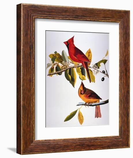 Audubon: Cardinal-John James Audubon-Framed Premium Giclee Print