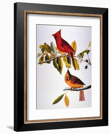 Audubon: Cardinal-John James Audubon-Framed Premium Giclee Print