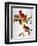 Audubon: Cardinal-John James Audubon-Framed Premium Giclee Print