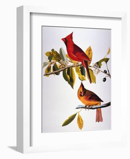 Audubon: Cardinal-John James Audubon-Framed Premium Giclee Print