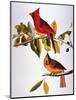Audubon: Cardinal-John James Audubon-Mounted Premium Giclee Print