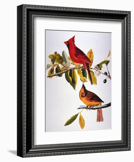 Audubon: Cardinal-John James Audubon-Framed Premium Giclee Print