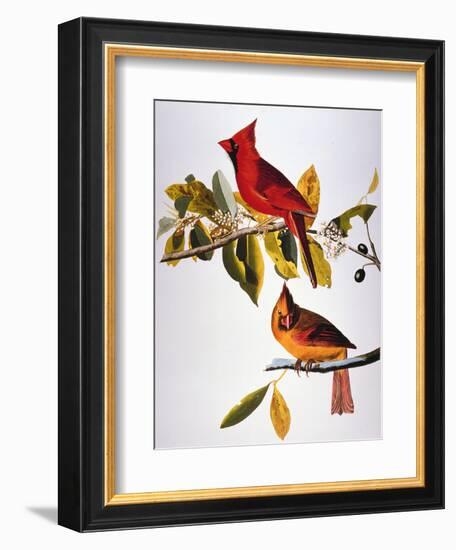 Audubon: Cardinal-John James Audubon-Framed Premium Giclee Print