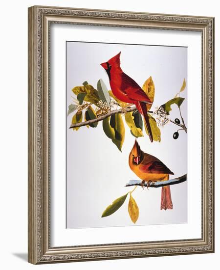 Audubon: Cardinal-John James Audubon-Framed Premium Giclee Print