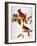 Audubon: Cardinal-John James Audubon-Framed Premium Giclee Print