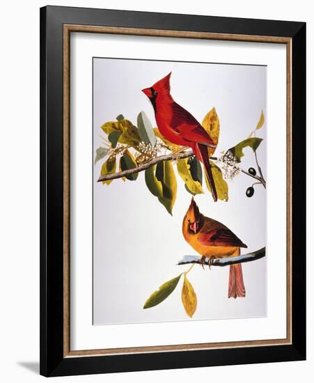 Audubon: Cardinal-John James Audubon-Framed Premium Giclee Print