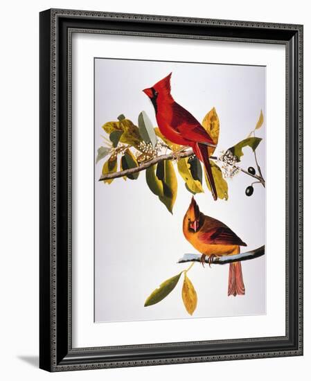 Audubon: Cardinal-John James Audubon-Framed Premium Giclee Print