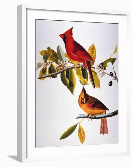 Audubon: Cardinal-John James Audubon-Framed Premium Giclee Print