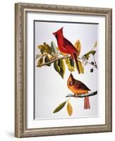 Audubon: Cardinal-John James Audubon-Framed Giclee Print
