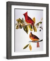 Audubon: Cardinal-John James Audubon-Framed Giclee Print