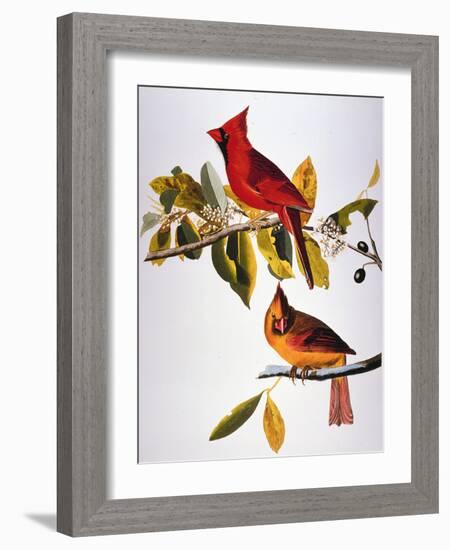 Audubon: Cardinal-John James Audubon-Framed Giclee Print